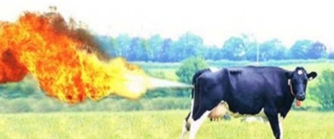 Saving the World One Cow Fart at a Time